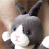 Qd_pB